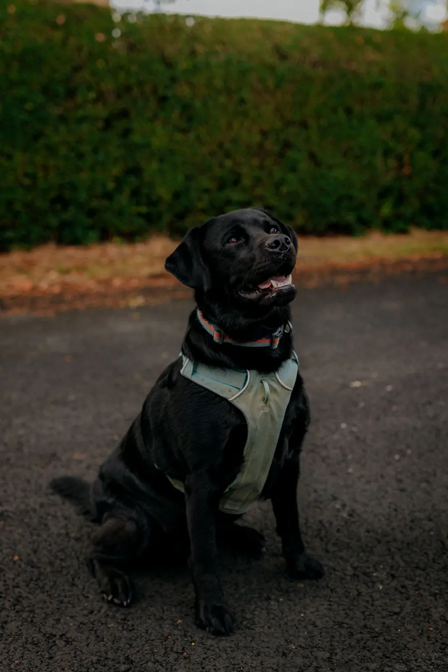 Black dog wearing a pale green neckerchief on the gravel lane